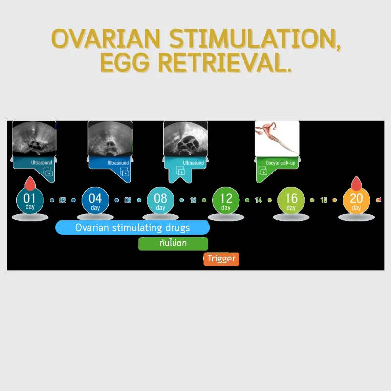 IVF stimulation and egg collection cycle timeline