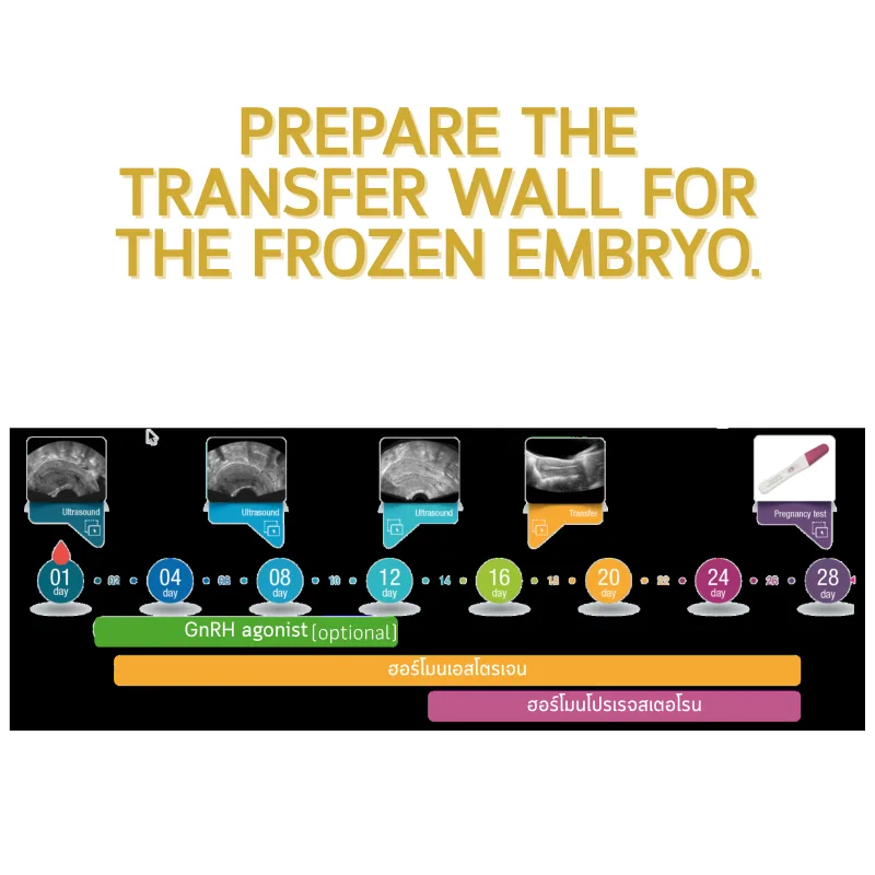 FET cycle timeline — endometrial preparation for frozen embryo transfer
